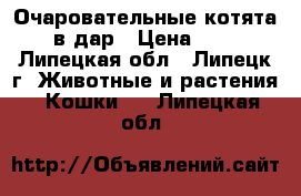 Очаровательные котята в дар › Цена ­ 1 - Липецкая обл., Липецк г. Животные и растения » Кошки   . Липецкая обл.